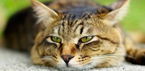 К чему снится больная кошка, что значит больной котенок во сне - «Сонник»
