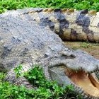 К чему снится, что укусил крокодил: толкование по сонникам - «Сонник»