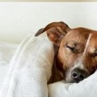 К чему снится собака – точное толкование, что значит - «Сонник»