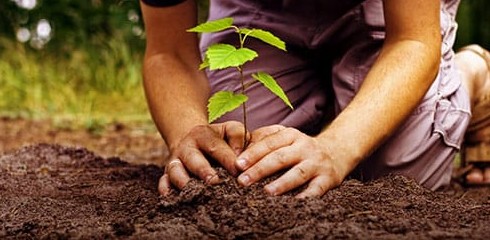 К чему снится сажать деревья: толкование значения сна по различным сонникам для мужчин и женщин - «Сонник»