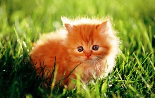 К чему снится рыжий котенок: самые точные толкования известных сонников. Чего ждать, если приснился рыжий котенок - «Сонник»