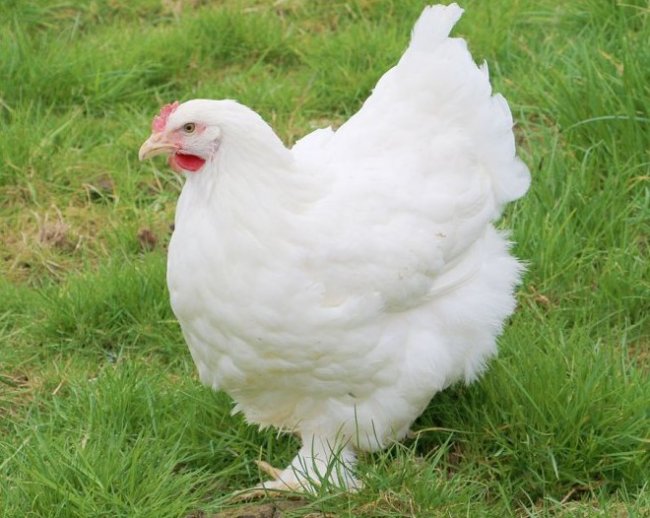 К чему снятся белые куры? Сонник: много белых кур, белая курица живая, дохлая белая курица, белая курица в доме - «Сонник»