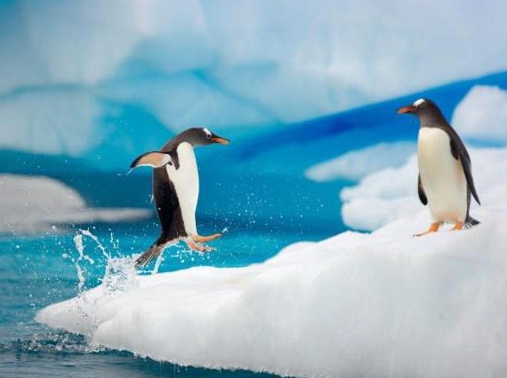 К чему снятся пингвины — значение и толкование сновидения - «Сонник»