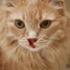 К чему снятся кошка, кот или котенок в крови: толкования символа - «Сонник»