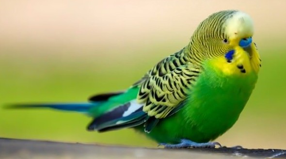 Сонник Волнистые попугаи: к чему снятся Волнистые попугаи женщине или мужчине - «Сонник»
