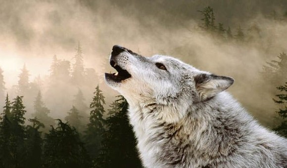 К чему снится вой волков: значение сна, самое полное толкование сновидений по соннику - «Сонник»