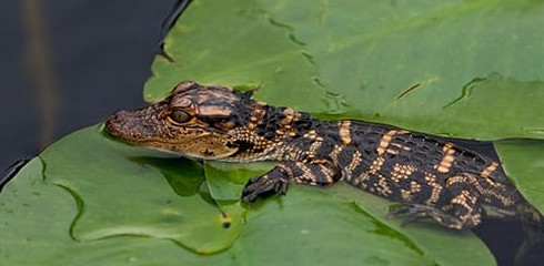 К чему снятся крокодилы маленькие и большие в воде и дома - «Сонник»