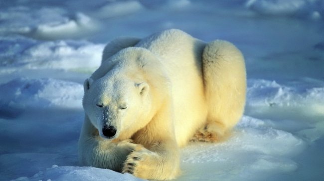 Медведь во сне − к чему снится: сонник про медведя бурого или белого - «Сонник»