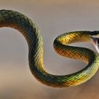 Только змеи сбрасывают кожу, или к чему снятся змеи женщине - «Сонник»