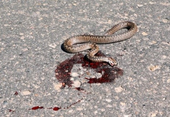 Убитая или мертвая змея: альтернативные толкования сна - «Сонник»