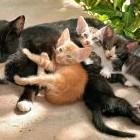 К чему снятся кошки и котята женщине и мужчине: толкование сонников - «Сонник»