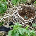 К чему снится гнездо: пустое, разорённое, с яйцами, с птенцами? Основные толкования: к чему снится гнездо - «Сонник»