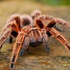 К чему снится паук большой коричневый мохнатый сонник - «Сонник»