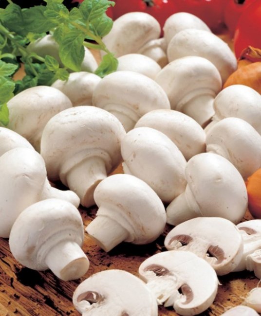 Сколько хранятся свежие шампиньоны в холодильнике и как правильно хранить грибы - «Рецепты»