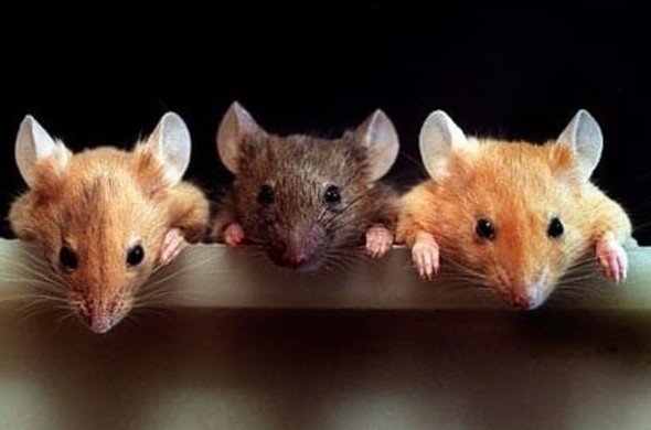Приснилось много мышей: как правильно толковать по сонникам - «Сонник»