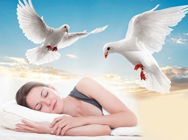 Мертвый голубь: значение сонников, к чему снится убитая птица - «Сонник»