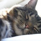 Сонник — кошка: к чему снится кошка на руках, гладить, кормить, ловить и поймать кошку: толкование сна. К чему снится кошка с котятами, беременная кошка? - «Сонник»
