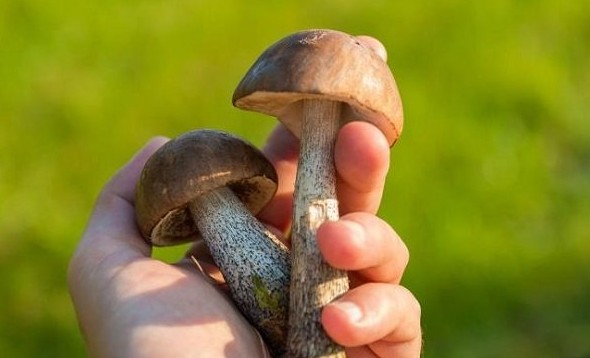 К чему снится собирать грибы лисички — 20 толкований из разных сонников - «Сонник»