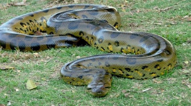 Поймать змею во сне: трактовки популярных сонников - «Сонник»