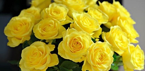 К чему снятся желтые розы: значение и объяснение, что предвещает, чего ожидать - «Сонник»