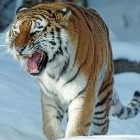 К чему приснился тигр – толкование для женщин и мужчин - «Сонник»