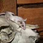 Мышь: обзор видов, питание и быт, способ жизни мышей (93 фото) - «Сонник»