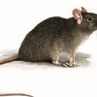 Сонник Кошка поймала крысу мышь. К чему снится Кошка поймала крысу мышь видеть во сне - «Сонник»