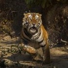 Убегать во сне от тигра: значение и толкование сна - «Сонник»