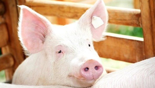 Что означает сон про свиную голову – 55 подробных значений приснившегося - «Сонник»
