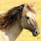 К чему снится если приснились лошади беременной, если приснились лошади беременной во сне - «Сонник»
