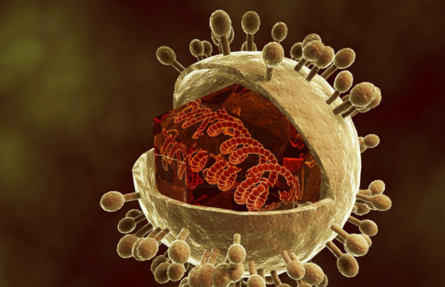 Цитомегаловирус: что это такое у детей и взрослых, причины, симптомы, диагностика и лечение инфекции - «Здоровье»