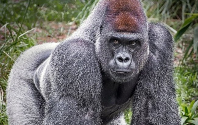 К чему женщине или мужчине снится горилла по известным сонникам - «Сонник»