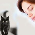 К чему снится если приснился агрессивный кот, если приснился агрессивный кот во сне - «Сонник»