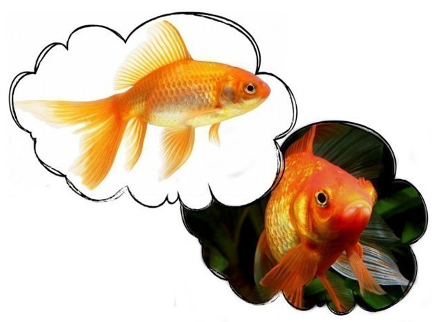 Сонник Золотые рыбки: к чему снятся Золотые рыбки женщине или мужчине - «Сонник»