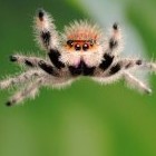 Чёрная вдова: факты об этой печально известной группе паукообразных - «Сонник»