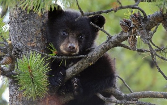 К чему снится медвежонок, кормить медвежонка и играть с ним? Основные толкования разных сонников — к чему снится медвежонок - «Сонник»
