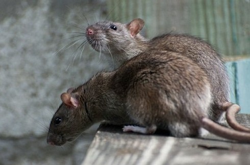 К чему снятся крысы, много крыс: женщине, беременной, мужчине, гоняться, ловить и убивать их - «Сонник»