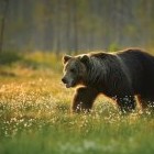 Как спастись от медведя в лесу: убежать, отпугнуть, защищаться - «Сонник»