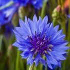 Листаем сонник: синие цветы – что они могут значить? - «Сонник»