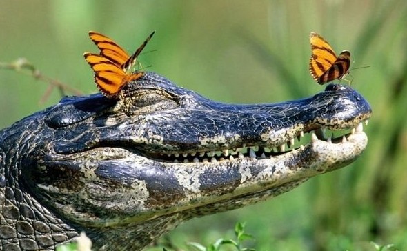 К чему снится маленький крокодильчик или большой крокодил - «Сонник»