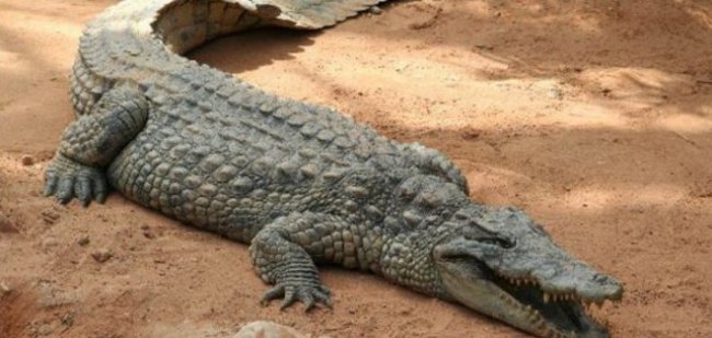 К чему снится маленький крокодильчик или большой крокодил - «Сонник»