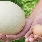 Сонник Сырые яйца : к чему снятся Сырые яйца женщине или мужчине - «Сонник»