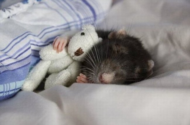 Что означает видеть во сне много крыс — толкование для женщин и мужчин - «Сонник»