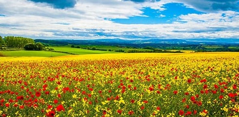 К чему снится мне приснилась полевые цветы, мне приснилась полевые цветы во сне - «Сонник»