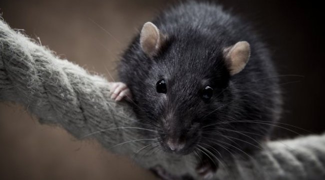 Сонник: к чему снится маленькая, серая, черная и белая мышь? К чему снится много маленьких мышей в квартире? - «Сонник»