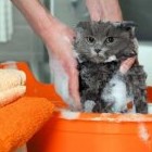 К чему снится мыть кота или кошку по разным сонникам - «Сонник»