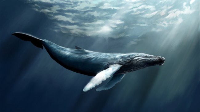 К чему снится кит – сонник: кит во сне - «Сонник»