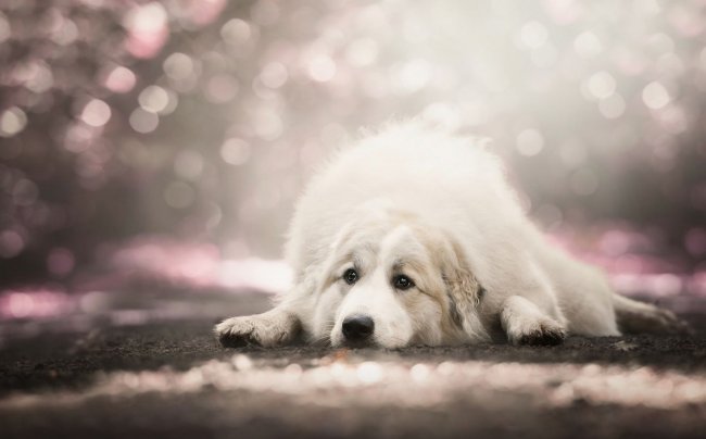 К чему снится белая собака: сонник про белую собаку - «Сонник»