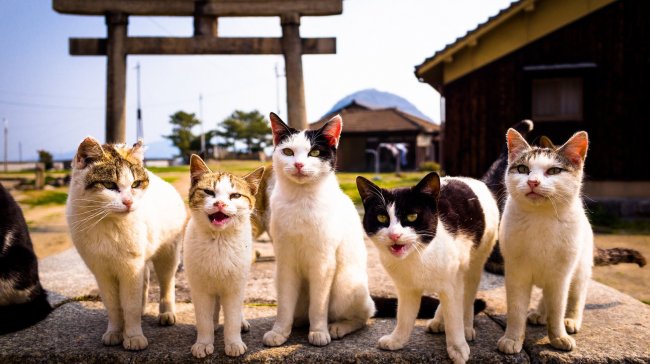 К чему снится много кошек: сонник про кошек - «Сонник»