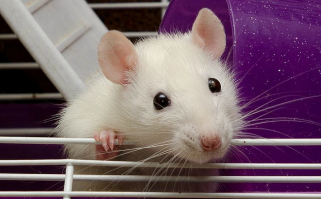 К чему снится белая крыса − сонник: белая крыса - «Сонник»